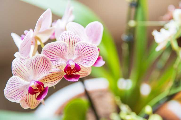 Orchidee-30 - PRIVATPRAXIS FÜR PHYSIOTHERAPIE PRAXIS FÜR CHINESISCHE MEDIZIN UND OSTEOPATHIE